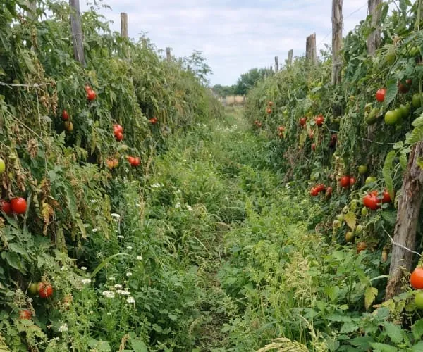 Imagem de plantio tomado por plantas invasoras