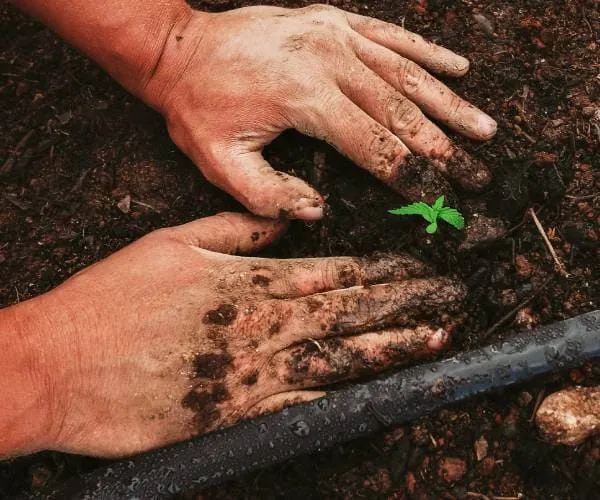 Imagem de mão plantando uma muda no campo