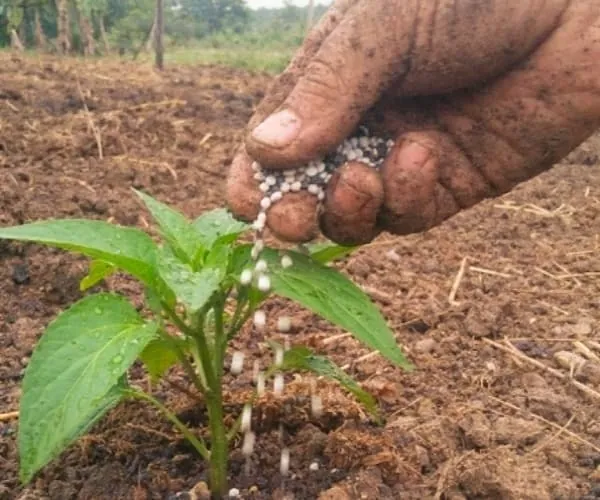 Imagem de agricultor adubando a muda no campo
