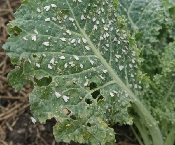 Imagem de folha com sinais de ataque de pragas