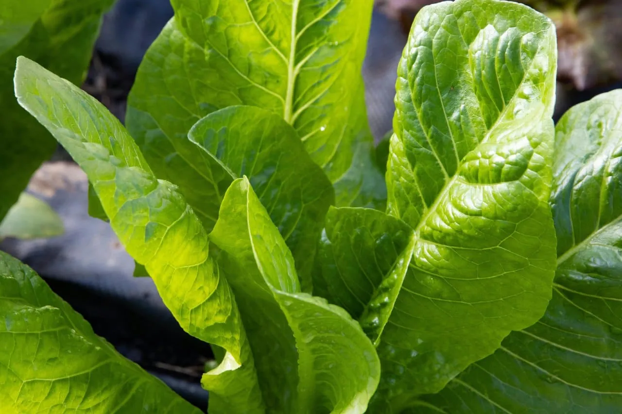 Imagem de folhas de alface