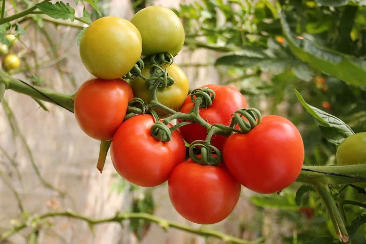 Imagem de plantação de tomate
