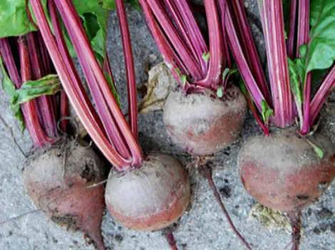 Beterraba globular em campo