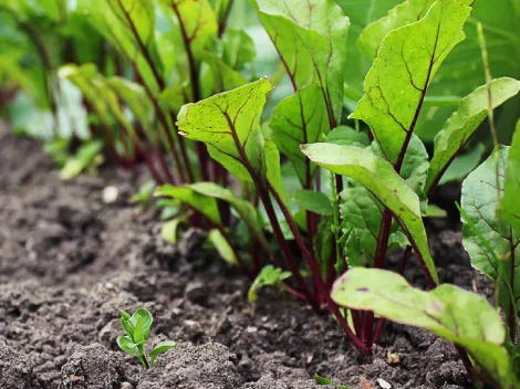 Beterraba em plantio