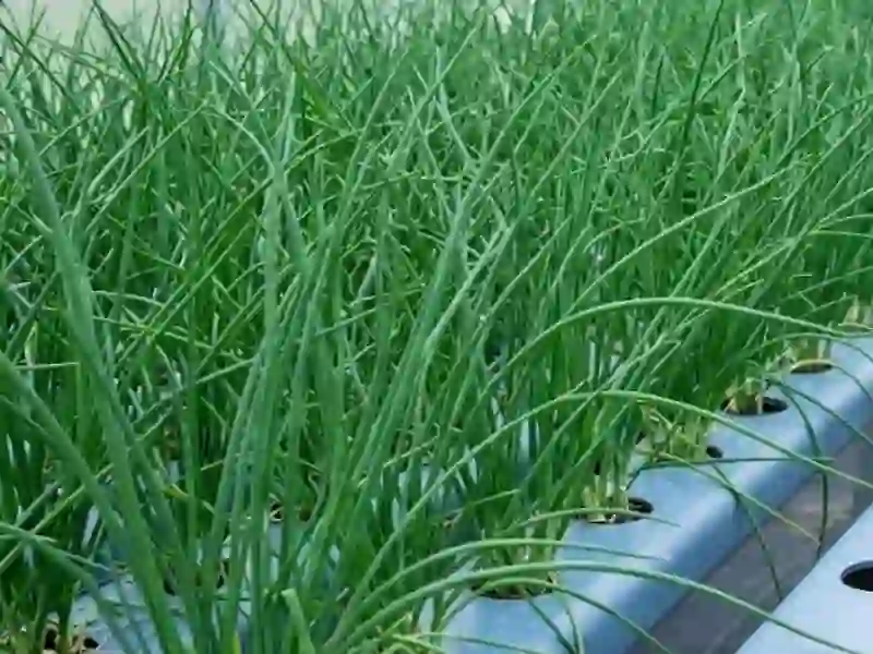 Cebolinha em Hidroponia