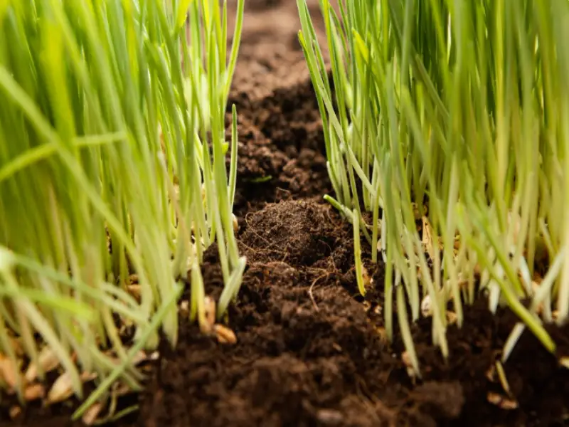 Cebolinha em Touceira