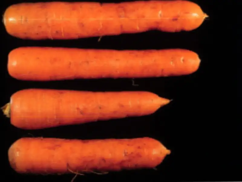 Cenoura grupo Brasília