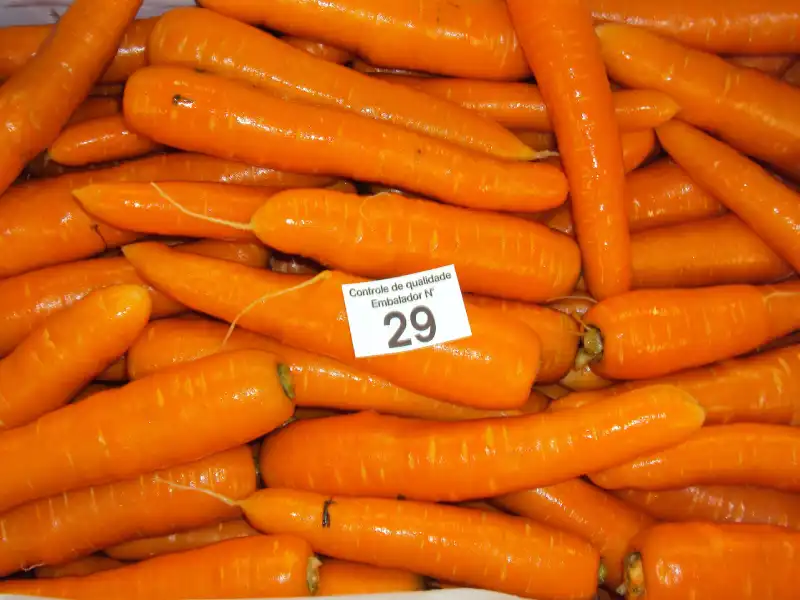 Cenoura grupo Nantes