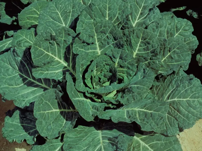 Couve híbrida Hi-Crop