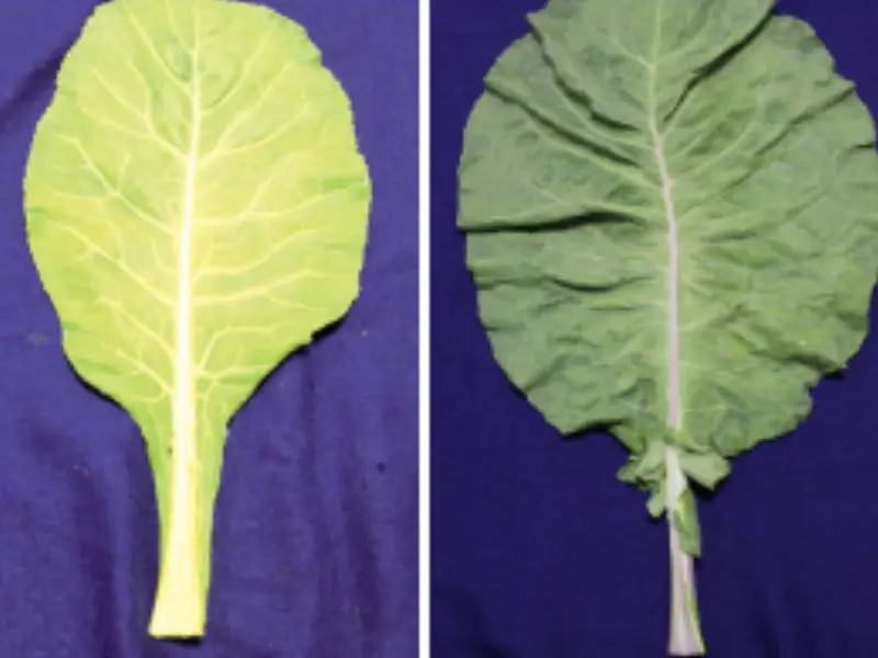 Couve-manteiga tipo manteiga