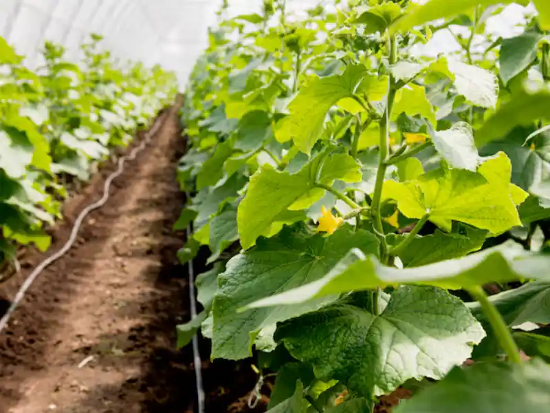 Pepino Japonês em Cultivo Protegido