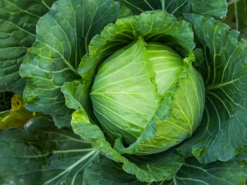 Repolho Verde
