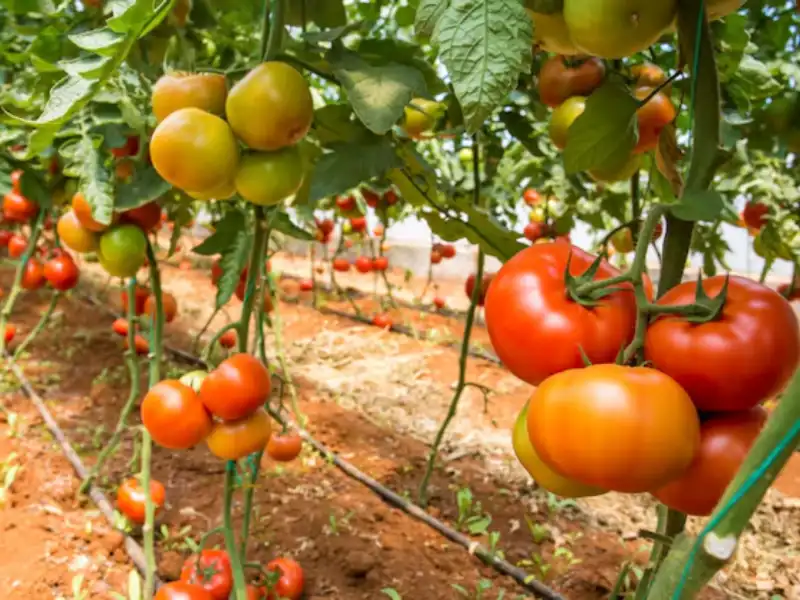 Tomate para Mesa em Tutoramento
