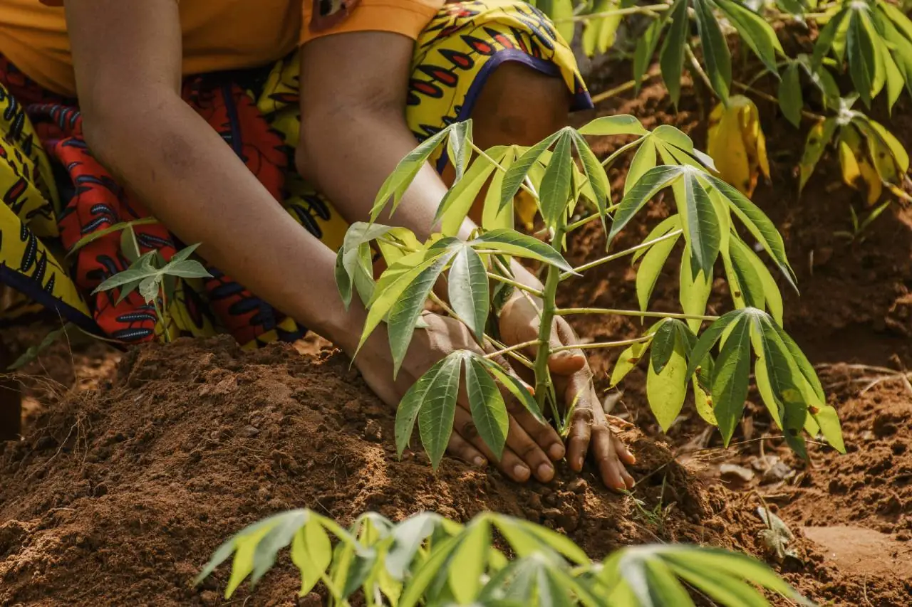 Plantação de Hortaliças